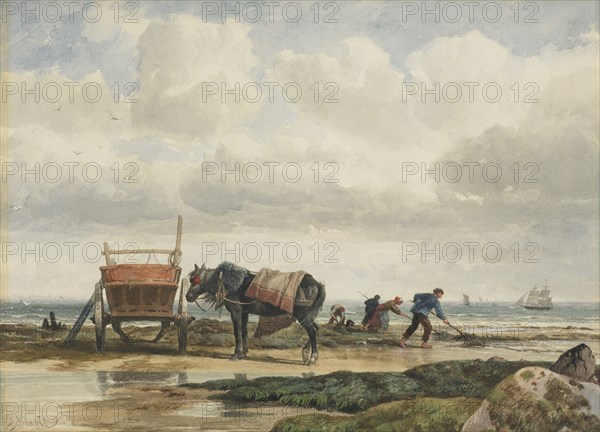 Gathering seaweed, 1860s-1880s. Creator: Richard Beavis.