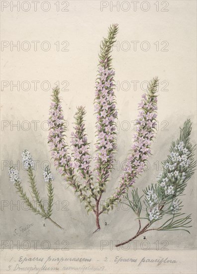 Epacris (2species); Dracophyllum (1 species), c.1885. Creator: Sarah Featon.