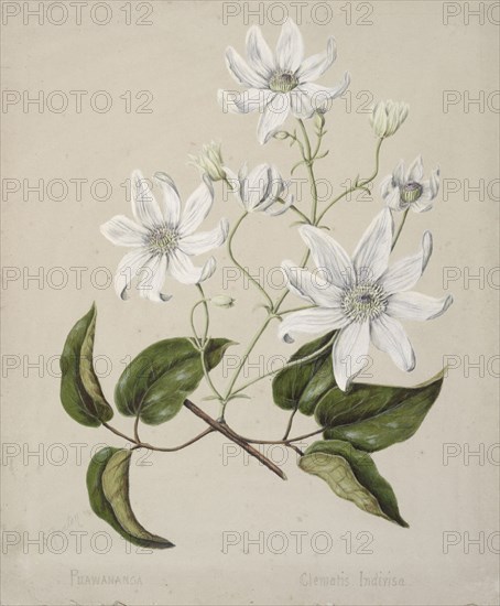 Puawananga - Clematis indivisa, c.1885. Creator: Sarah Featon.