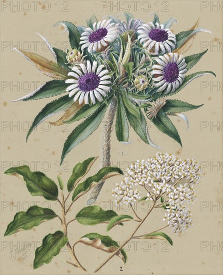 Olearia angustifolia: mutton bird scrub, Teteaweka; Olearia frufuracea: Akipirau, c.1885. Creator: Sarah Featon.