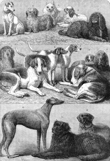 Prize dogs of the second International Dog Show at the Islington Agricultural Hall, 1864. Creator: Friedrich Wilhelm Keyl.