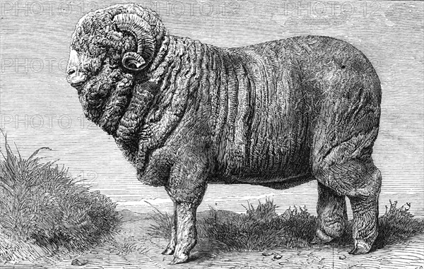 Merino ram, lately exhibited at Dresden, 1865. Creator: Pearson.