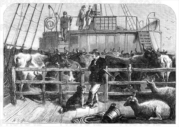 Foreign cattle on board the Batavier, London and Rotterdam steamer, 1865. Creator: Unknown.