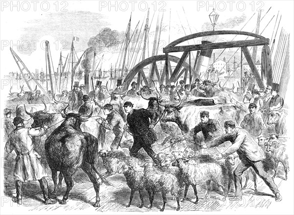 Landing foreign cattle at the British and Foreign Wharf, near the London Docks, 1865. Creator: Unknown.