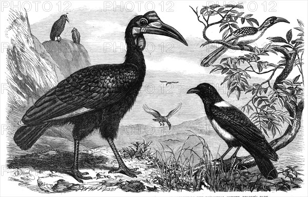 Abyssinian Hornbill, White-Necked Crow, and Small Hornbill, Zoological Society, Regent’s Park, 1865. Creator: Dalziel Brothers.