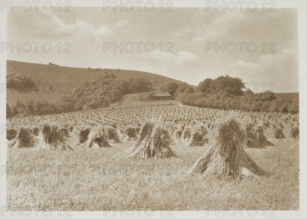 [Wheat]. From the album: Photograph album - England, 1920s. Creator: Harry Moult.