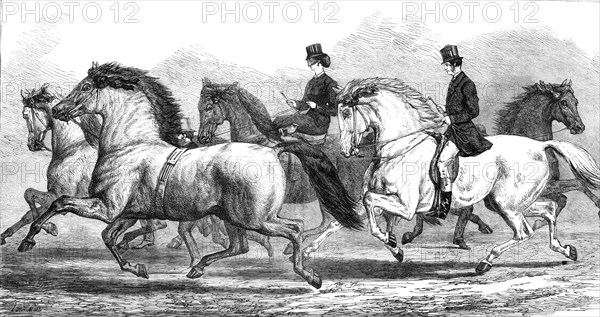 The Horse-Show at the Agricultural Hall Islington: parade of prize horses..., 1868. Creator: Unknown.