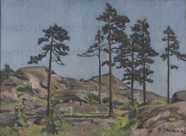 Pine trees on rocky ground, 1942. Creator: Ilmari Ikonen.
