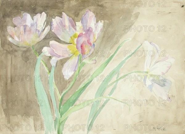 Tulips. Creator: Maria Wiik.