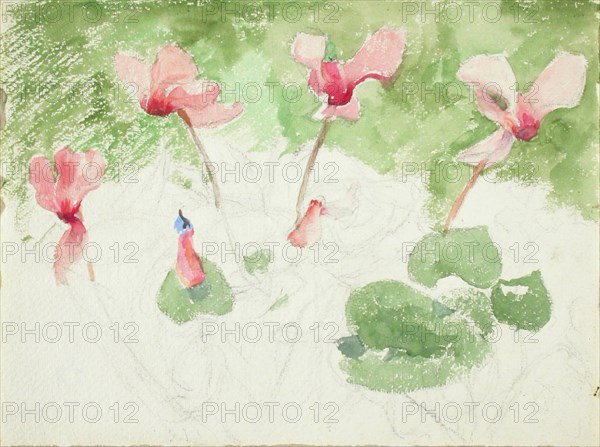 Cyclamen. Creator: Maria Wiik.
