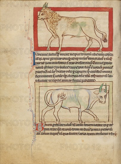 A Bull; An Ox; Northumberland Bestiary, about 1250-1260. Creator: Unknown.