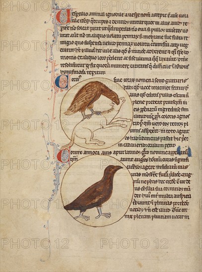 A Raven; A Crow; Northumberland Bestiary, about 1250-1260. Creator: Unknown.
