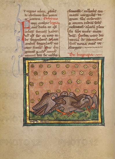 Five Birds (Hoopoe) Plucking the Feathers of Another Bird; Bestiary, about 1270. Creator: Unknown.