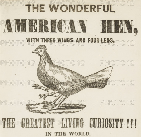 The Wonderful American Hen with three wings and four legs, 1837. 'The Greatest Living Curiosity!!!' An attraction at a London venue.