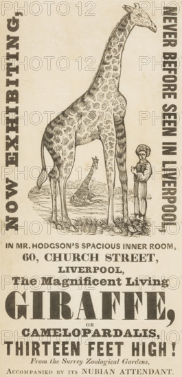 The Magnificent Living Giraffe, or Camelopardalis, Thirteen Feet High!, c1836. 'Now Exhibiting, Never Before Seen in Liverpool, in Mr. Hodgson's Spacious Inner Room, 60, Church Street, Liverpool'. The giraffe was on loan from the Surrey Zoological Gardens in London for the purpose of the exhibit.