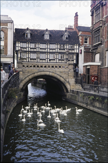 Swans on the River Witham in front of High Bridge seen from the east, High Street, Lincoln, Lincolnshire, 1976.