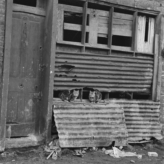 Three cats perched on a corrugated iron section of a run-down house in the East End of London, 1955-1965.