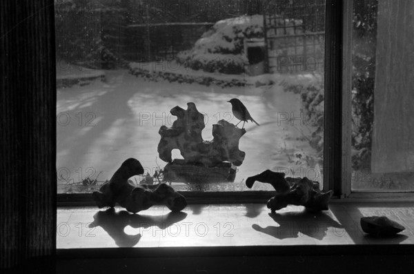 A view through the kitchen window towards a robin perched on sculptural bird table in the garden of the photographer John Gay, at 30 Cholmeley Crescent, Highgate, London, 1979-1983.