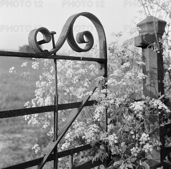 A detail view of cow parsley growing through a decorative scrolled wrought-iron gate and gatepost in an unidentified rural location in the Lewes district of East Sussex, 1959.