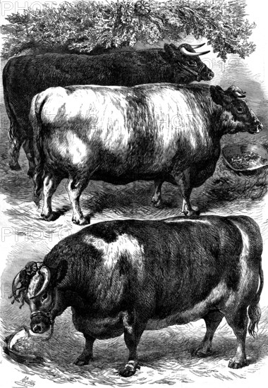 Smithfield Club Cattle Show: prize oxen, 1873. 'The beasts represented in our Illustrations, which are drawn by the well-known artist, Mr. Samuel Carter, deserve individual mention. The one in the foreground, at the bottom of the page Engraving, is the ox that won the championship cup, bred and sent by Mr. James Bult...This magnificent roan ox, four years and two months old, had a girth of 9 ft. 8 in. and a weight of 24 cwt...The beautiful creature in the middle of the page is the winner of the £40 cup, as the best female in all the classes, and of the £100 champion plate as the best animal of all the cattle, a heifer named Lady Flora, three years and two months old, owned by Mr. John Walter, M.P...She was bred by Mr. Henry Micklem...She weighed 18 cwt., or 3 ½ cwt. more than the first-prize Devon ox, which was one year older...The third animal of the ox kind represented in our Artist's drawings is the first-prize young Devon steer, one aged two years and two weeks, belonging to her Ma...