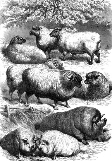 Smithfield Club Cattle Show: prize sheep and pigs, 1873. 'The show of sheep was the largest that has yet taken place, numbering 188 entries...[Among] those which appear in our Engraving, we first take the sheep that stand in the foreground. These are fat wethers of the Oxfordshire breed...from Woodstock bred and exhibited by the Duke of Marlborough, who won the first prize and the £20 cup, for the best in the Oxfordshire, Shropshire, and crossbred classes. Those at the top are the Southdown fat wethers of Lord Walsingham, from Thetford Hall, Norfolk, which took the first prize and silver cup in their class, and the champion plate of £50, as the best sheep in the whole show...With respect to pigs, the show was not so good as on some former occasions; but there were some very good. Two of a pen of three, under twelve months old, exhibited by his Royal Highness the Prince of Wales, are represented by our Artist; but the mass of wholesome fat pork in the rear is one of the black improved D...
