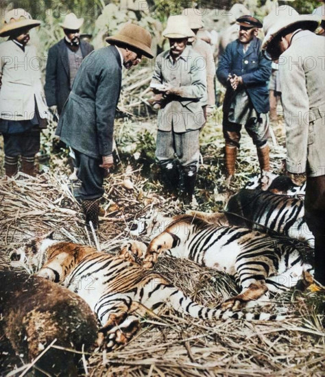 A royal bag of tigers, 1911 (1935). A scene from King George V's visit to India to attend the Delhi Durbar. From "King Emperor's Jubilee", by F. G. H. Salusbury [Daily Express Publications, London, 1935]. (Colorised black and white print).