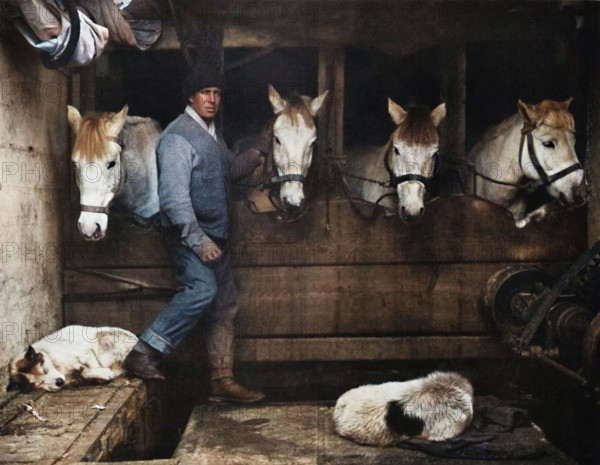 'Captain Oates, on the "Terra Nova" with the Siberian Ponies', c1911, (1914). British Antarctic explorer Lawrence 'Titus' Oates (1880-1912) with expedition ponies and dogs. Captain Robert Falcon Scott, leader of the Terra Nova Expedition, together with Oates and two others, reached the geographic  South Pole on 17 January 1912, only to find that the Norwegian expedition under Amundsen had beaten them to their objective by a month. Oates, suffering from gangrene and frostbite, walked from his tent into a blizzard. His death is seen as an act of heroic self-sacrifice - aware that his ill health was compromising his three companions' chances of survival, he chose certain death. Delayed by blizzards, and running out of supplies, Scott and the remainder of his team died at the end of March. From "Bibby's Annual 1914", edited by Joseph Bibby. [J. Bibby & Sons, London, 1914]. (Colorised black and white print).