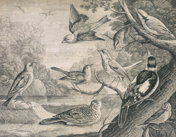 Various birds, 1726. Nine different birds, including the hen skylark and the cock golden crowned wren.