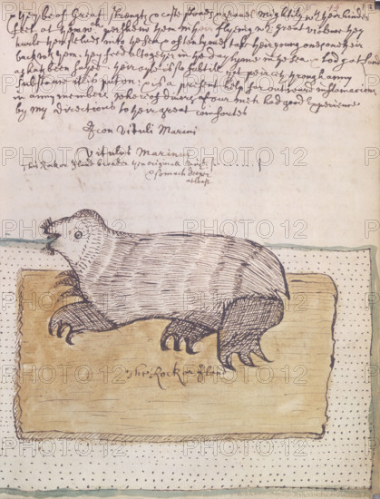 A walrus, 1677. From "Narrative of the first part of Sir Francis Drake 's second voyage around the world".