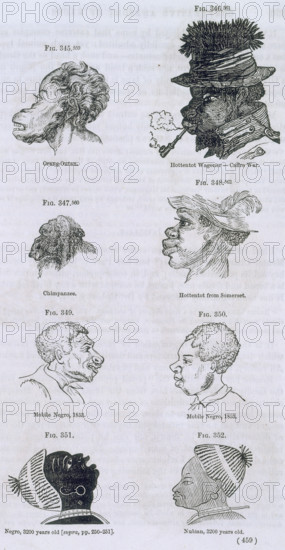 Head shapes of apes and humans, 1854. 'Orang-Outan; Hottentot Wagoner - Caffre War. Chimpanzee. Hottentot from Somerset. Mobile N*gro, 1853. Mobile N*gro, 1853. N*gro, 3200 years old. Nubian, 3200 years old'. A chart comparing the various head shapes of apes and Africans, insinuating that Black people were closer to apes than the more 'developed' Europeans. Such supposedly objective evidence was based on prejudice and a desire to prove an existing belief, rather than on scientific research.