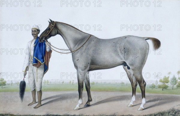 A flea-bitten grey horse with its groom holding a fly-whisk and a red and blue horse-cloth. c1845. The groom holds the reins of the horse. Both of them appear to be looking at the viewer.