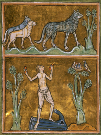 Wolves and semi-naked man, c1230. Detail of a miniature of wolves and (below) the man they have struck dumb, effecting his cure by stripping out of his clothes and striking rocks together. On the right are birds in a nest. From the Rochester Bestiary, England (Rochester?).
