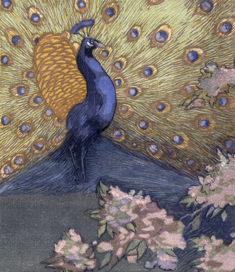 Peacock displaying its tail; scene from "The Jungle Book", 1919. From a French translation of "The Jungle Book" by Rudyard Kipling.