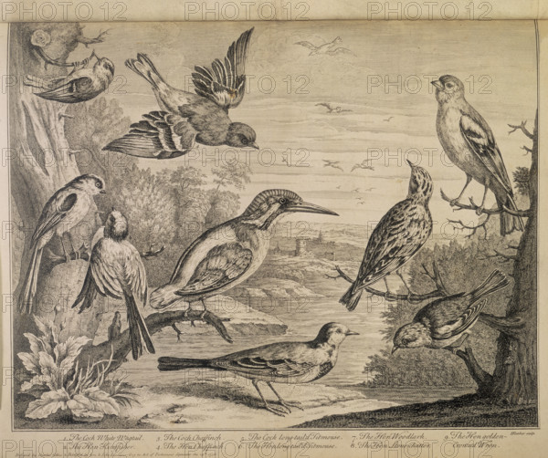 Various types of bird, 1726. '1. The Cock White Wagtail. 2. The Hen Kingfisher. 3. The Cock Chaffinch. 4. The Hen Chaffinch. 5. The Cock long-tail'd Titmouse. 6. The Hen long-tail'd Titmouse. 7. The Hen Woodlark. 8. The Hen Stone-chatter. 9. The Hen golden-crown'd Wren'.