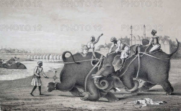 Elephants fighting, India, 1850. Two elephants attacking eachother; one man has fallen or been trampled and lies injured or dead. Men on the elephants' backs cling on and poke the elephants with sticks, another applies flames to the foot of one of the elephants; whether in an attempt to stop the fight or to encourage it to continue is not clear. One of the elephants has broken its tusk. In the background other men wash an elephant in the river. From " Wanderings of a Pilgrim in search of the picturesque during four & twenty years in the East; with revelations of life in the Zenana" by Fanny Parks. (The zenana is the harem or women's quarters).