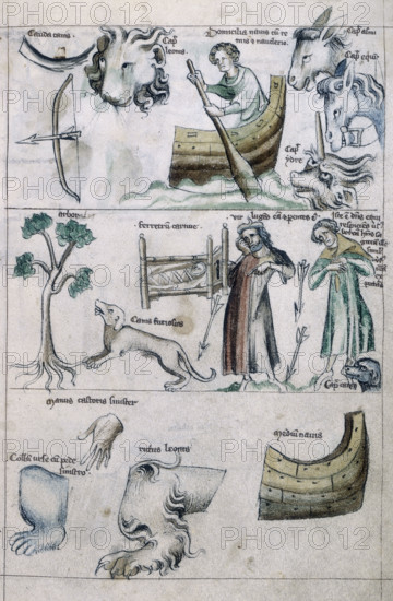 Leo, 14th century. A tail; a bow and arrow; heads of a lion, a donkey, a horse and a creature with a horn; a man rowing a boat; a tree; a swaddled (possbly dead?) child; two men - one of them mourning - and arrows; a mad dog; a left hand; left paw of a bear; paw of a lion; and part of a ship. From "Tractatus Astronomicus": a treatise on astrology.
