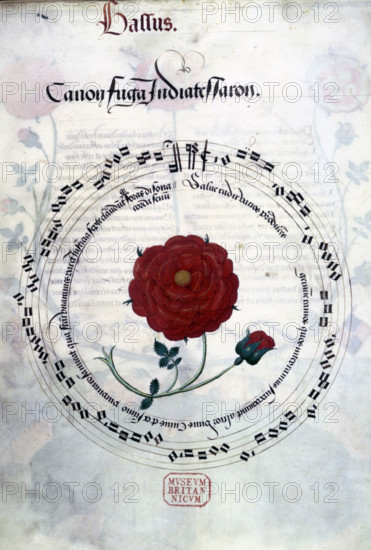 Musical canon with Tudor rose, c1509-c1547. Under Henry VII, the Tudor rose became a potent national symbol, as is reflected in the design of this musical canon in honour of Henry VIII and celebrating the union of the Houses of York and Lancaster. The Crowned Rose Motets, decorated sheet music with voice parts for a choir, was presented to King Henry VIII. The canon is in two parts, for two bassus and two contratenor voices. The bass part is shown here in circular text surrounding a red rose.