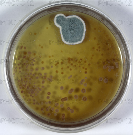 Model of culture dish and Penicillin mould. In 1928, while carrying out research into influenza, British microbiologist Alexander Fleming discovered that a green mould growing in a culture dish had killed the surrounding bacteria. This is a model of the original culture dish from Dr Alexander Fleming's papers. Fleming showed in laboratory experiments that this mould, Penicillin notatum, was effective against many disease-causing bacteria such as those responsible for gonorrhoea and meningitis. It was not until the Second World War that Fleming's work was fully exploited and a method for the industrial production of penicillin was developed by Sir Howard Florey.