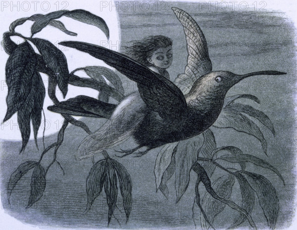 'Water lilies and water fairies of the period', c1869-c1870. A nymph flies on the back of a bird. From "In Fairy land. A series of pictures from the elf-world by Richard Doyle. With a poem by W Allingham." (London, 1869-1870).