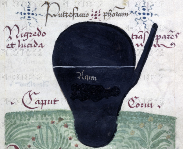 Putrefactio philosophorum (The putrefaction of the philosophers), late 13th century. Drawing of a black coloured glass vessel relating to alchemical experimentation, with text. The black stage of the crow's head. The stages of the alchemical process were attributed various colours, black being one of them. The three main colours were black, white and red. Sometimes the stages were compared to birds, hence the black crow. This is from a collection of alchemical extracts, mainly from Arnold of Villanova, who was a physician who treated popes and kings during the thirteenth century. From Alchemy: General collections and anonymous treatises and processes in prose and verse.