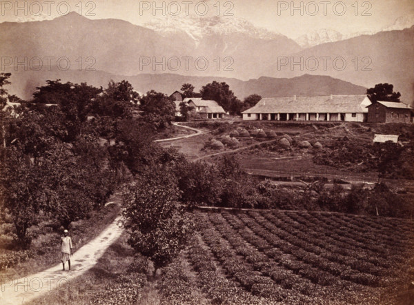 Baijnath tea factory, 1860s. Bungalow and tea gardens on the Baijnath Tea Estate, Kangra Valley, Punjab, India. In the background are the Himalayas.