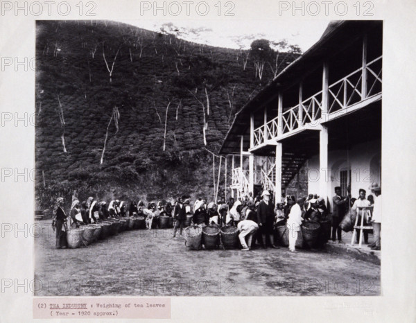 Weighing of tea leaves at a tea plantation, c1920. Women pickers wait with their baskets, as a European in a pith helmet oversees the tea being weighed.