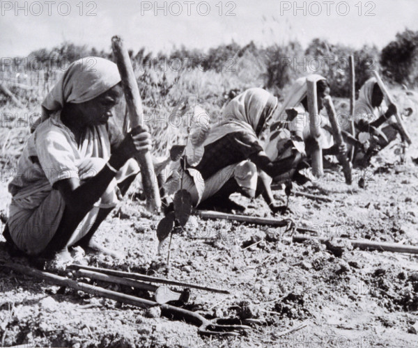 Planting out young tea bushes, Assam, 1950s-60s.
