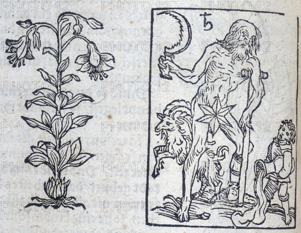 The lily and Saturn, 13th century. Saturn rules both Capricorn and Aquarius in classical astrology, hence the goat and water carrier depicted with him. Saturn also governs old age and infirmity, therefore he is depicted as an old man leaning on a crutch. He also holds a sickle, which is perhaps a reference to death and the grim reaper. From a printed edition of "Naturalia" by Albertus Magnus, showing plants which embodied planetary influences.