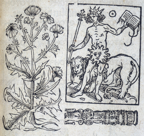 Chicory and the Sun, 13th century. The Sun is wearing a crown and holds a sceptre, with a lion standing behind him. From a printed edition of "Naturalia" by Albertus Magnus, showing plants which embodied planetary influences.