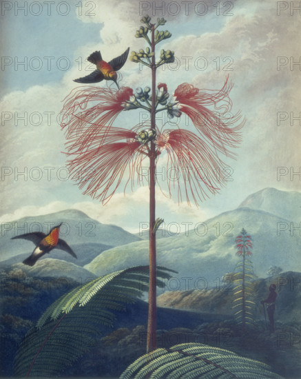 Large Flowering Sensitive Plant: Mimosa grandiflora, 1807. Tropical plant with hummingbirds. From "New illustration of the Sexual System of Carolus von Linnaeus: comprehending an elucidation of the several parts of the fructification; a prize dissertation on the sexes of plants; a full explanation of the classes, and orders, of the sexual system; and the Temple of Flora, or Garden of nature, being picturesque, botanical, coloured plates, of select plants, illustrative of the same, with descriptions".