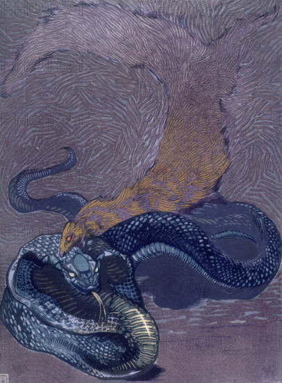 Rikki Tikki Tavi biting a snake; scene from "The Jungle Book", 1919. From a French translation of "The Jungle Book" by Rudyard Kipling.