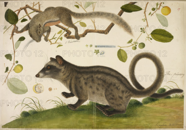 Squirrel, unidentified, (Callosciurus?), and a Common Palm Civet (Paradoxuvus?), c1800. Inscribed 'Masang' and Moosang and fruit' .From the "History of Sumatra".