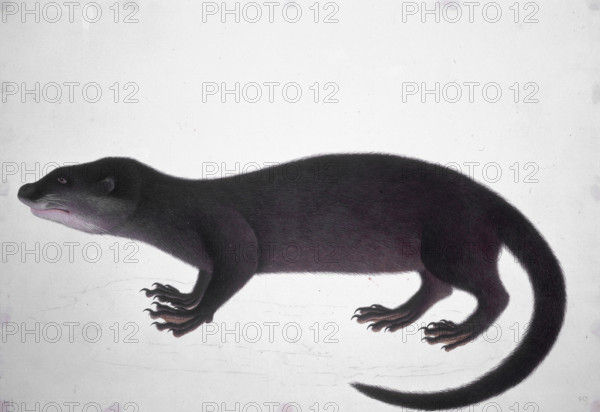 Otter, 18th century. Coloured sketch.