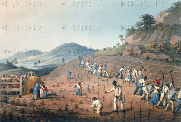 Digging the cane holes, 1823. Set in a tropical landscape, African slaves plant and till land on a plantation. Cattle are fenced within a pen on the left and a windmill is shown in the distance. From "Ten Views in the Island of Antigua, in which are represented the process of sugar making, and the employment of the negroes ... From drawings made by W Clark, etc" written and illustrated by William Clark. (London, 1823).